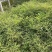 精品南天竹