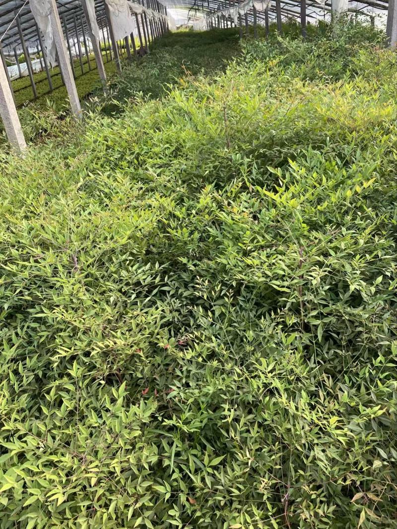 精品南天竹