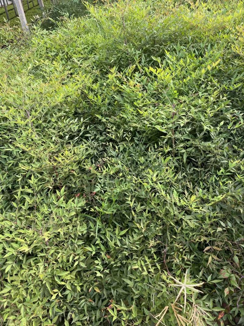 精品南天竹