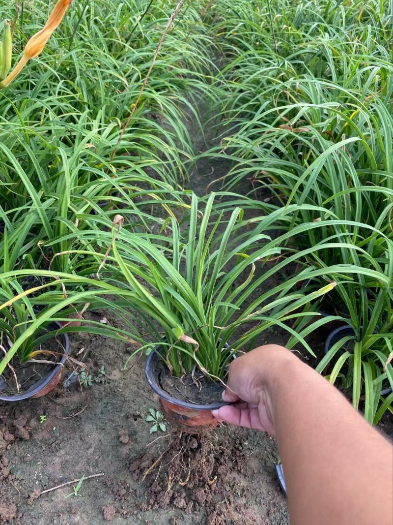精品萱草