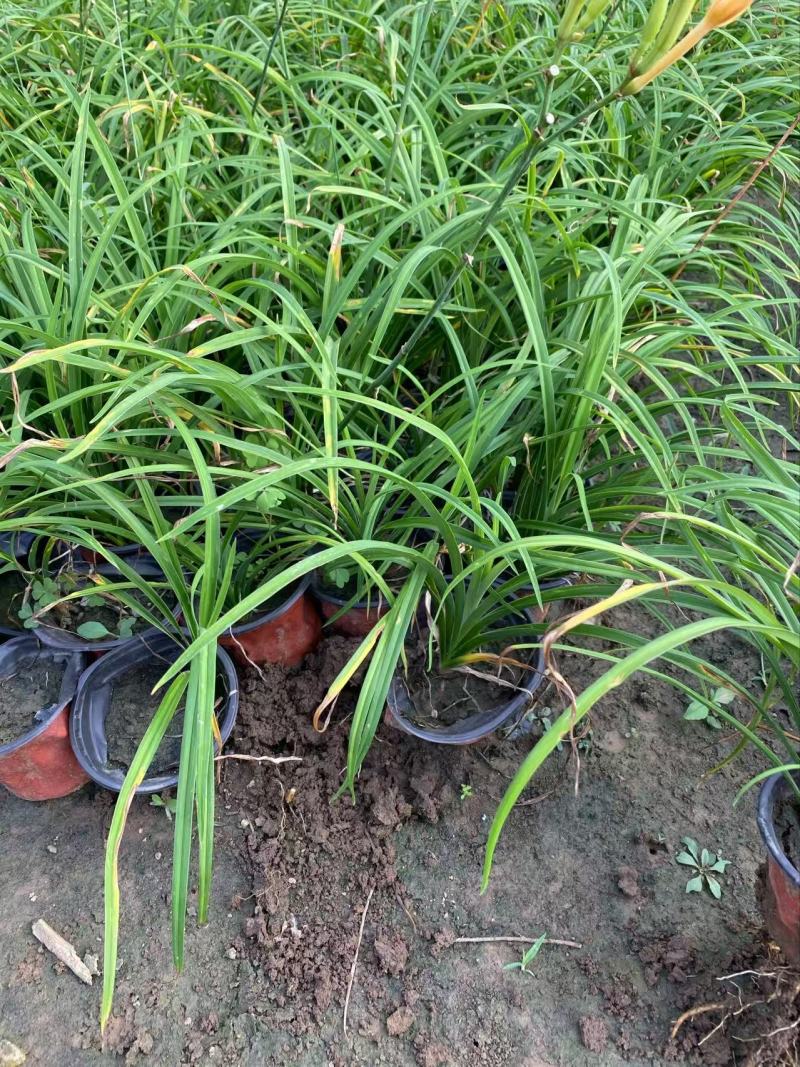 精品萱草