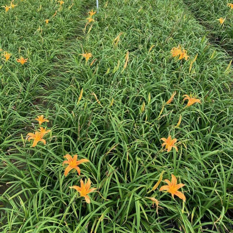 精品黄花萱草优质黄花萱草
