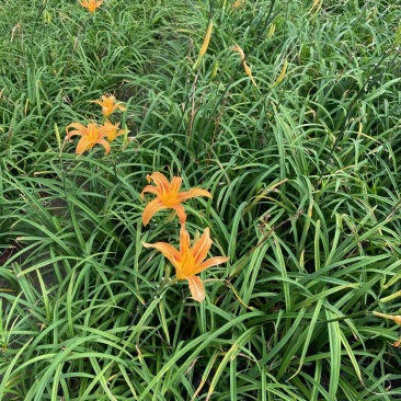 精品萱草，优质萱草