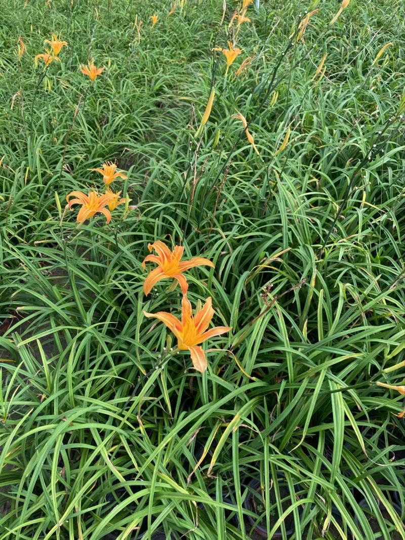 精品萱草，优质萱草
