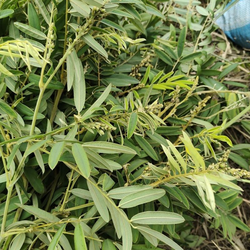 山毛豆种子厂家货源批发价格全国发货价格便宜欢迎下单咨询