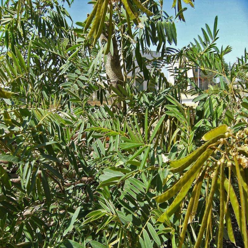山毛豆种子厂家货源批发价格全国发货价格便宜欢迎下单咨询