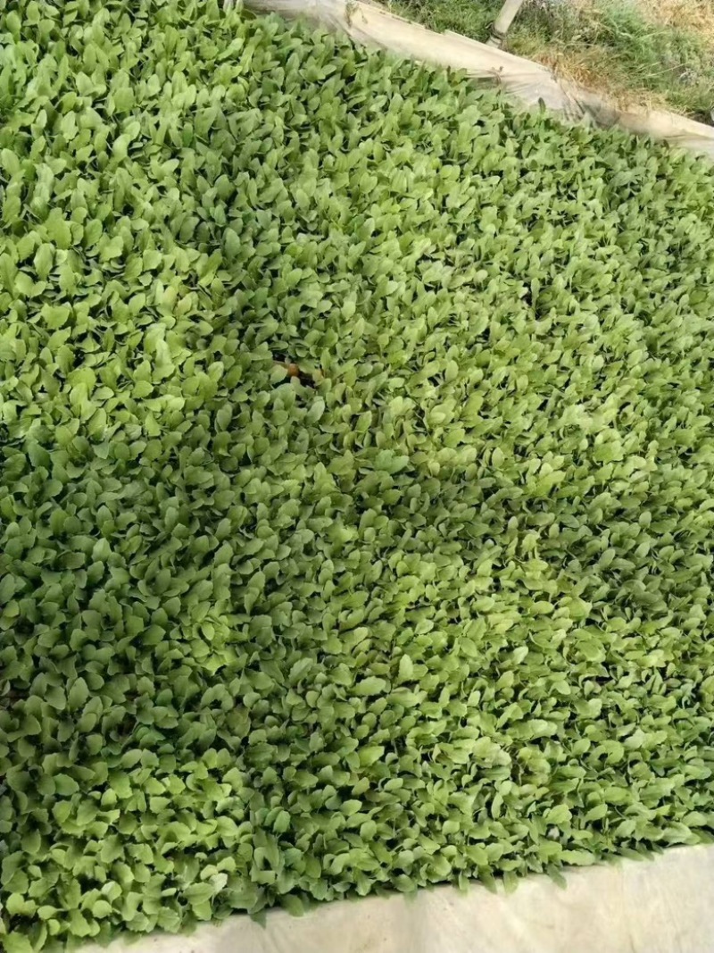 油麦菜苗子产地直发，苗子青秀量大优惠，快点来选购吧