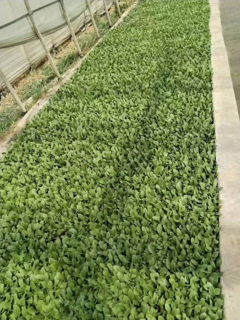 油麦菜苗子产地直发，苗子青秀量大优惠，快点来选购吧