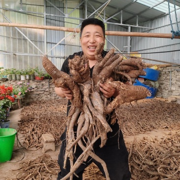 川西高原上纯野生藏当归统货，自然晒干大量批发。