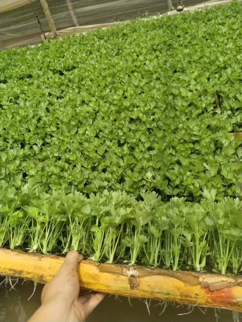 芹菜苗长期有货质量保证根系发达成活率高