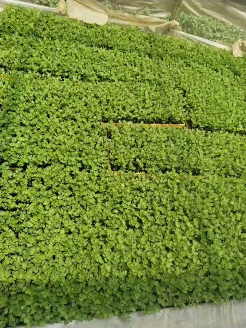 芹菜苗长期有货质量保证根系发达成活率高
