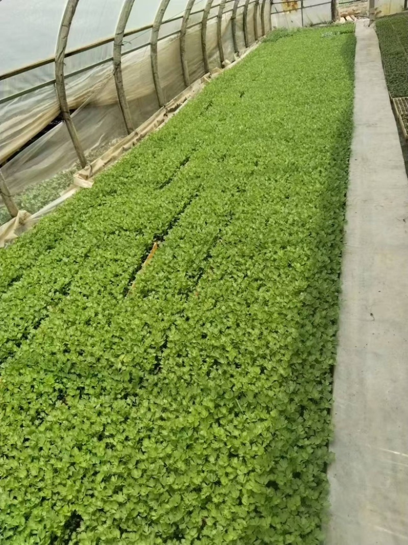 芹菜苗长期有货质量保证根系发达成活率高