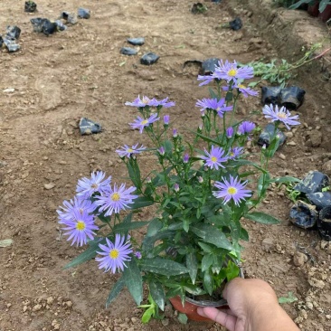 精品紫菀优质紫菀自产自销