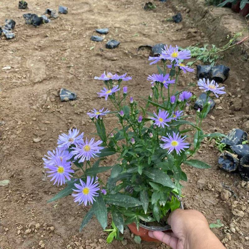 精品紫菀优质紫菀自产自销