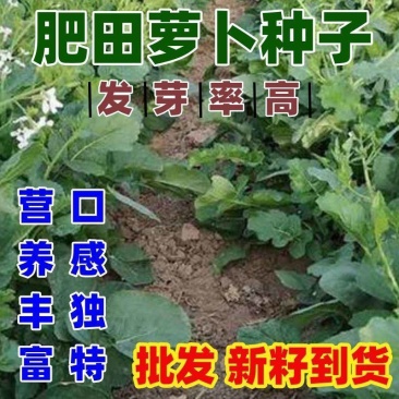 肥田萝卜种子农田绿化耐寒果园绿肥草食用饲用养殖猪牛羊牧草