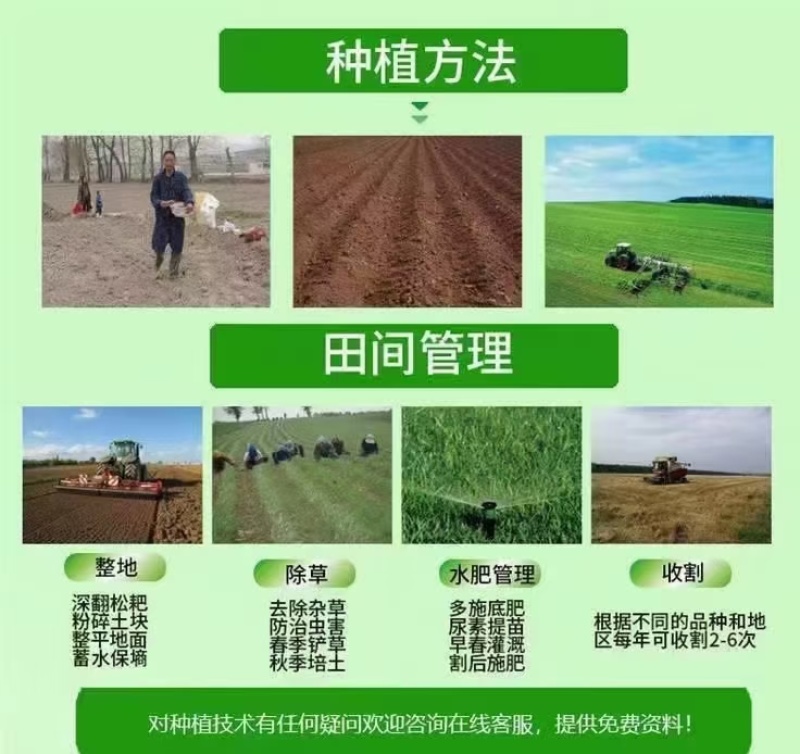 肥田萝卜种子农田绿化耐寒果园绿肥草食用饲用养殖猪牛羊牧草