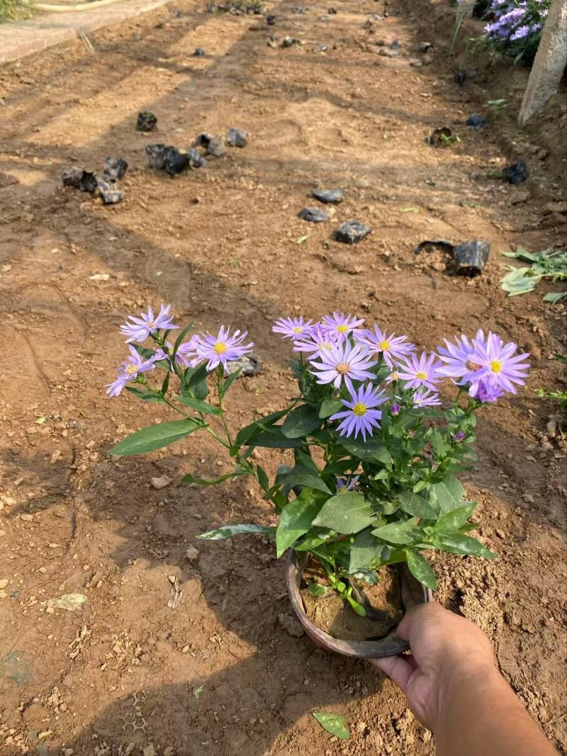 精品紫菀优质紫菀自产自销