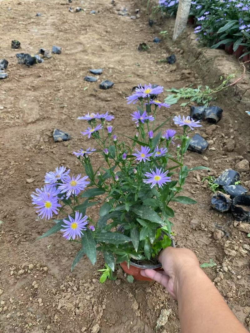 精品紫菀优质紫菀自产自销