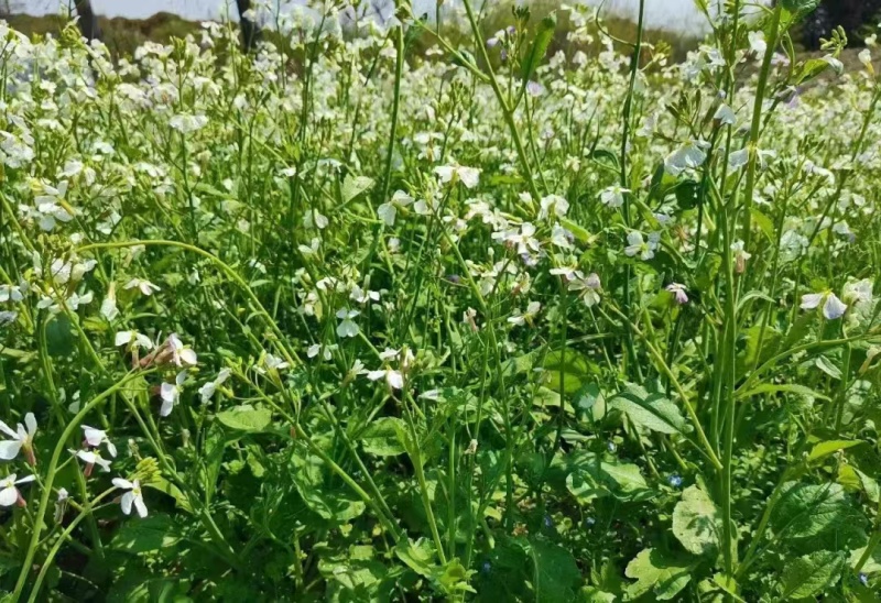 肥田萝卜种子农田绿化耐寒果园绿肥草食用饲用养殖猪牛羊牧草