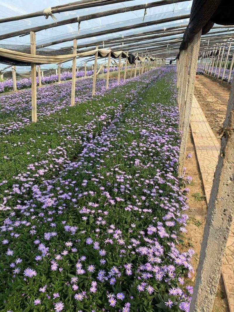 精品紫菀优质紫菀自产自销