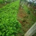 肥田萝卜种子农田绿化耐寒果园绿肥草食用饲用养殖猪牛羊牧草