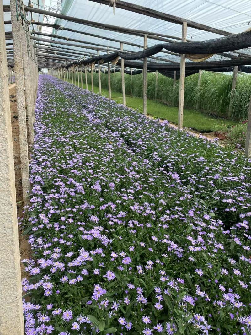 精品紫菀优质紫菀自产自销