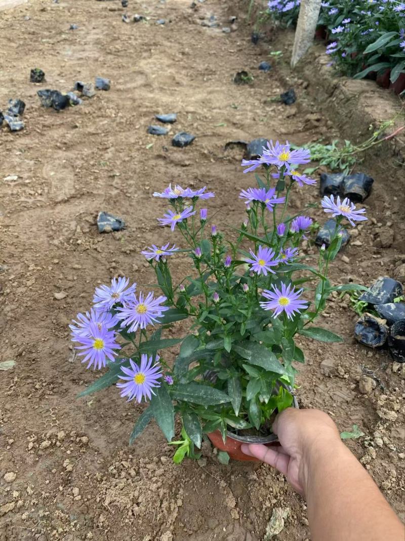 精品紫菀优质紫菀自产自销