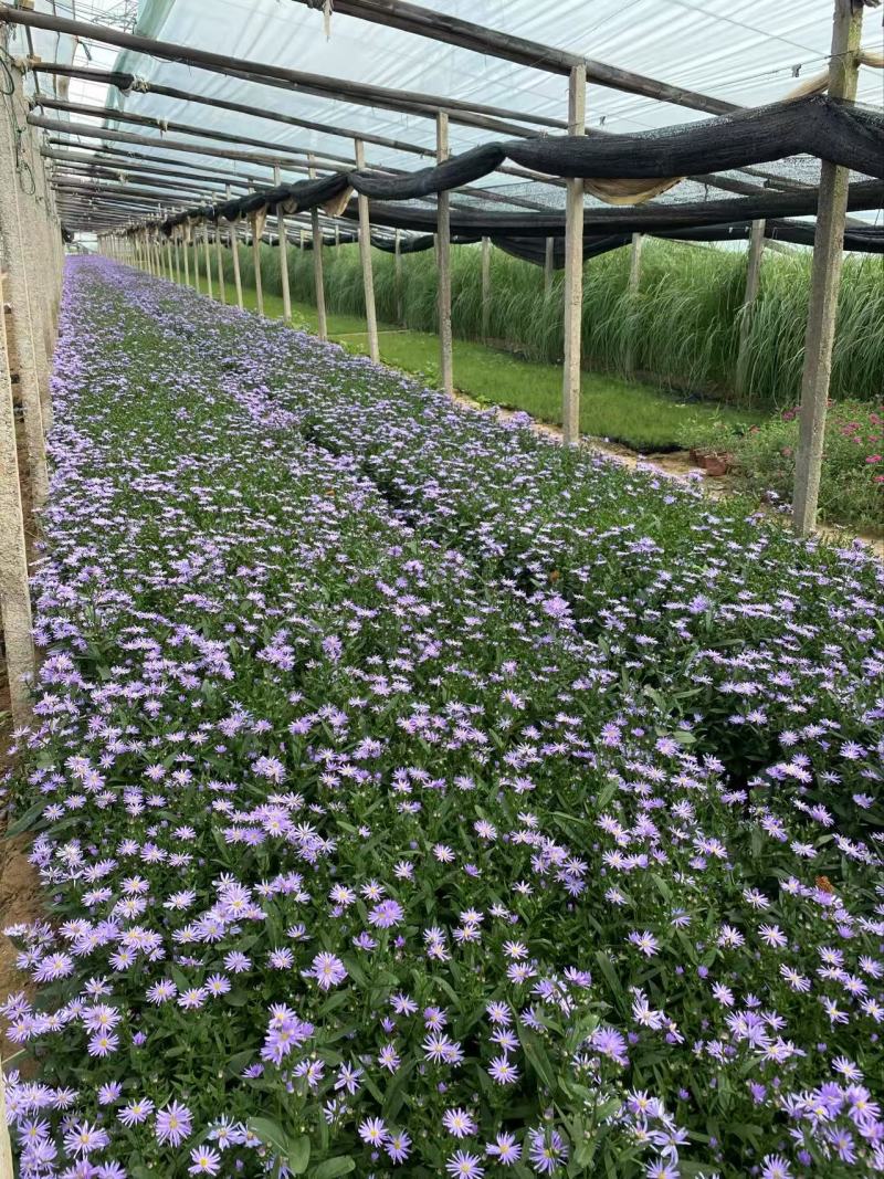 精品紫菀优质紫菀自产自销
