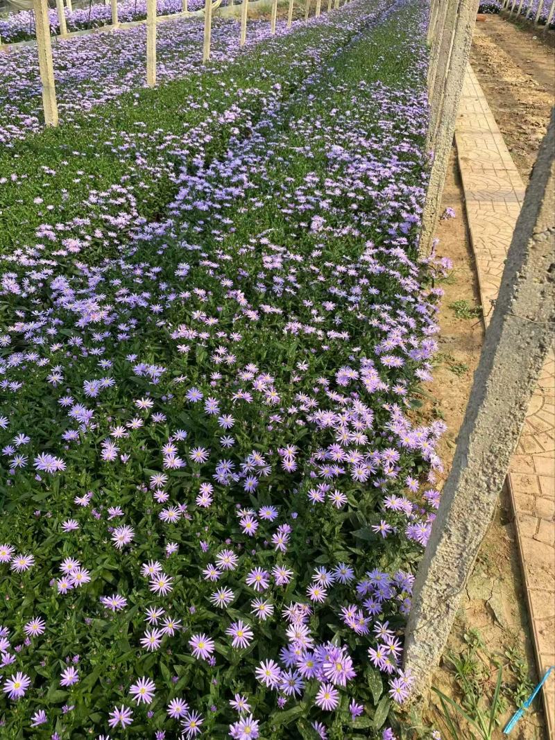 精品紫菀优质紫菀自产自销
