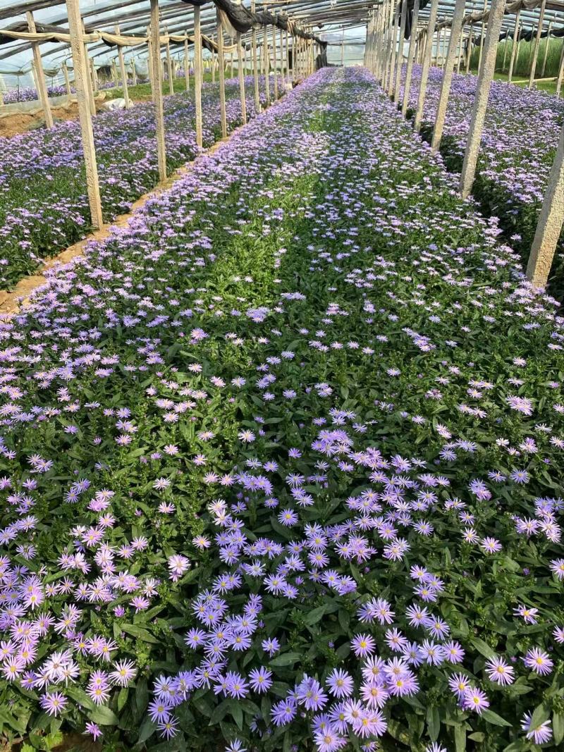 精品紫菀优质紫菀自产自销