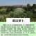 肥田萝卜种子农田绿化耐寒果园绿肥草食用饲用养殖猪牛羊牧草