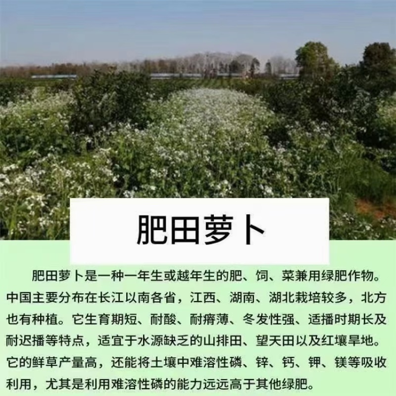 肥田萝卜种子农田绿化耐寒果园绿肥草食用饲用养殖猪牛羊牧草