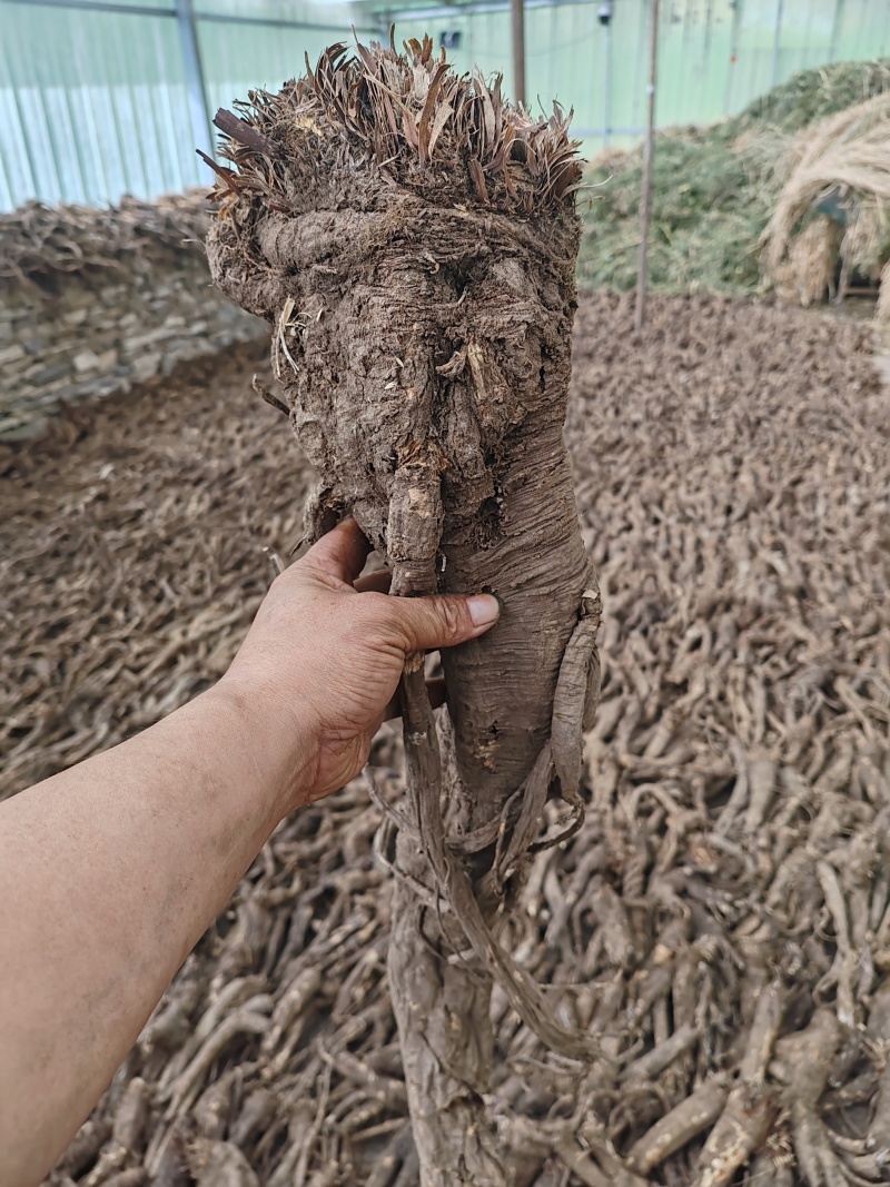 川西高原上纯野生藏当归统货，自然晒干大量批发。