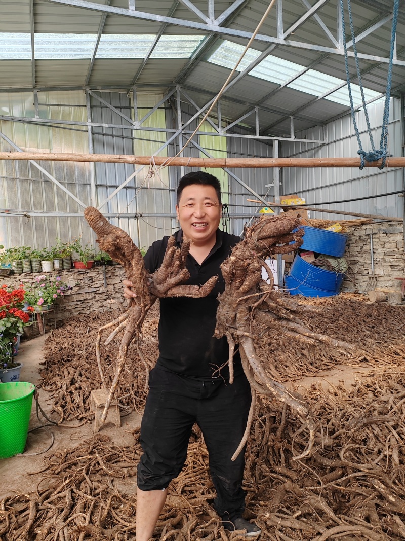 川西高原上纯野生藏当归统货，自然晒干大量批发。