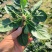 【常年经营】菠菜圆叶菠菜量大发货货源充足产地直发