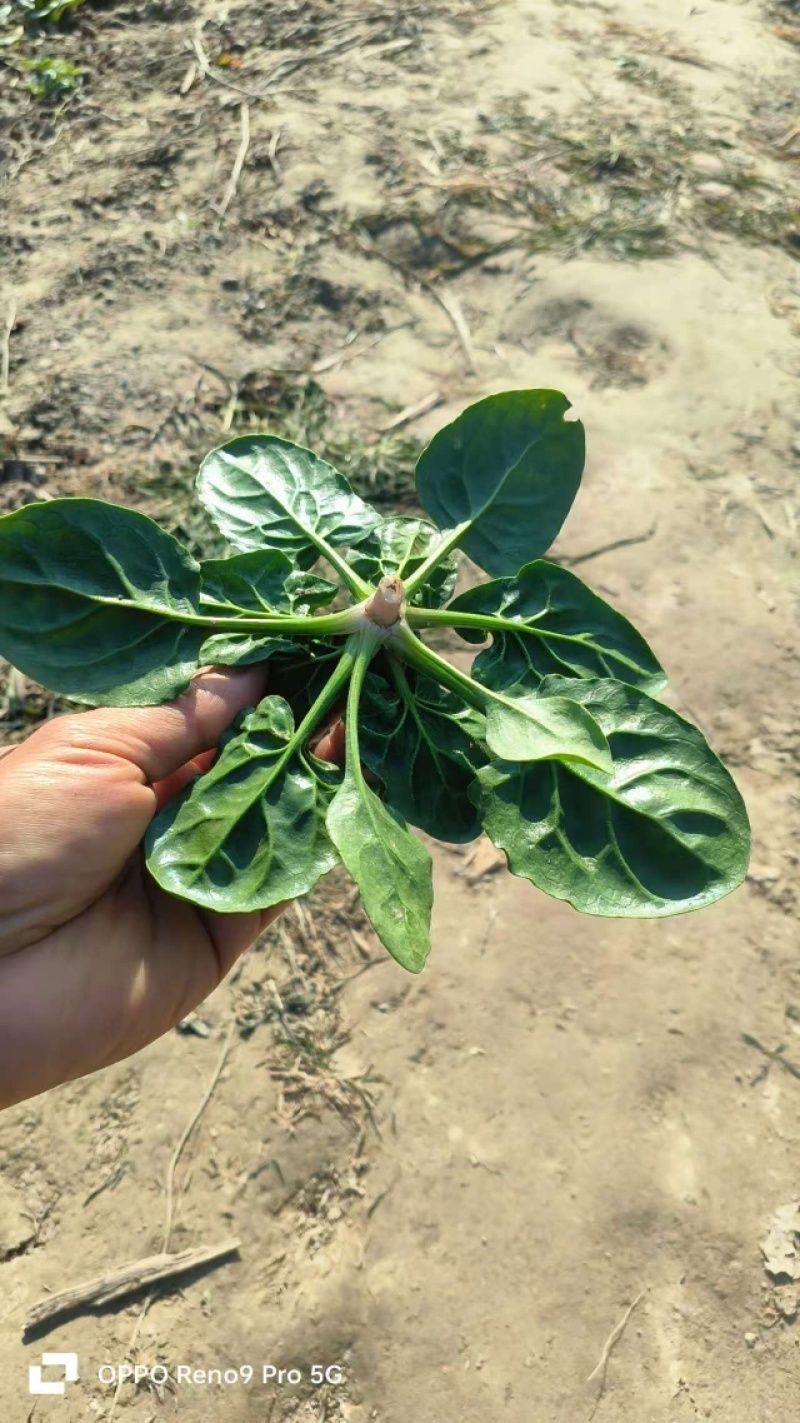 【常年经营】菠菜圆叶菠菜量大发货货源充足产地直发