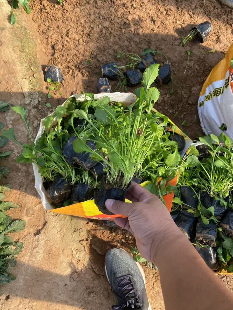 精品大滨菊优质大滨菊
