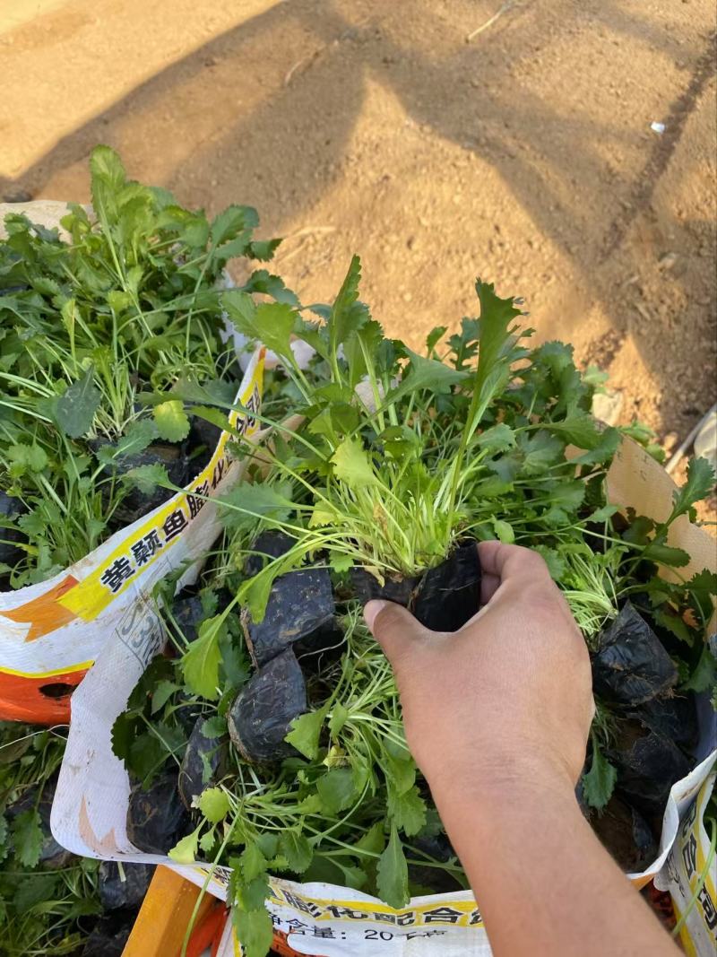 精品大滨菊优质大滨菊