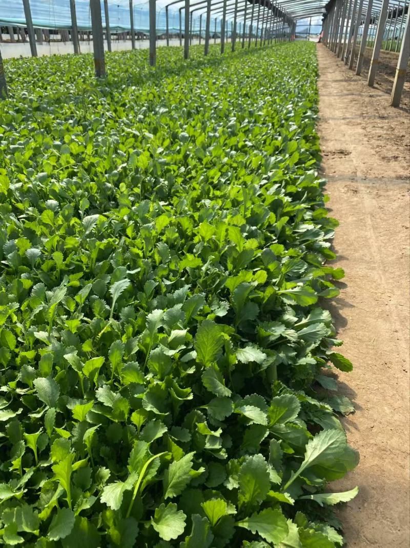 精品大滨菊优质大滨菊