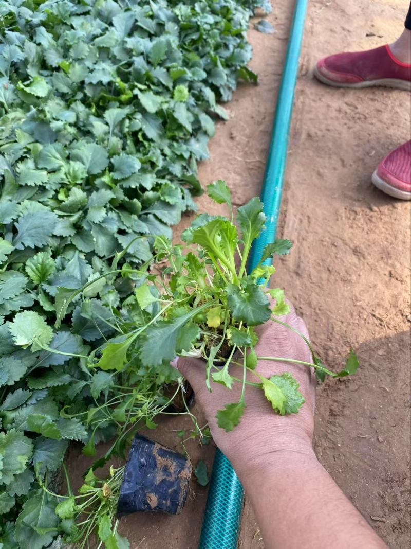 精品大滨菊优质大滨菊大滨菊自产自销