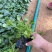 精品大滨菊优质大滨菊大滨菊自产自销