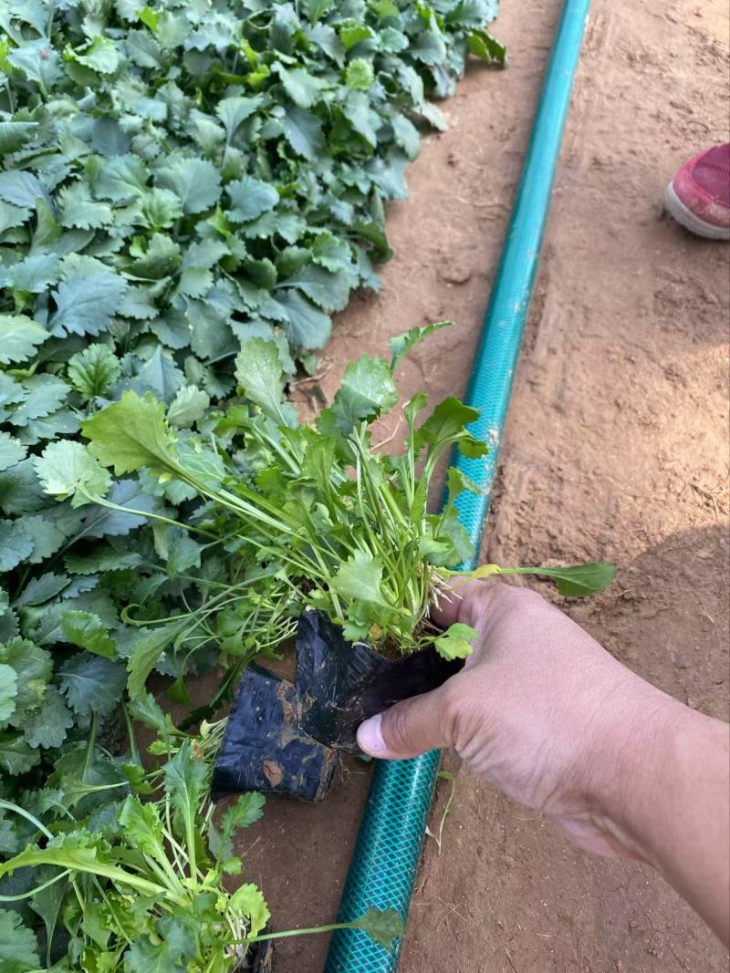精品大滨菊优质大滨菊大滨菊自产自销
