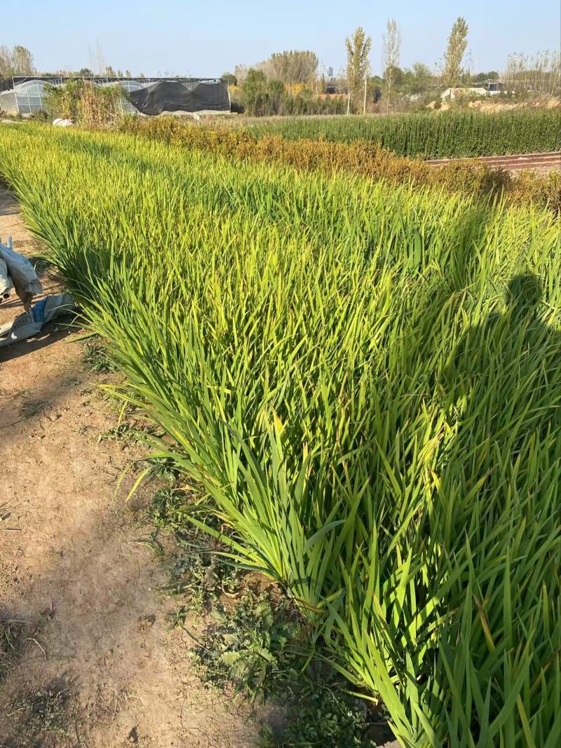 精品鸢尾优质鸢尾