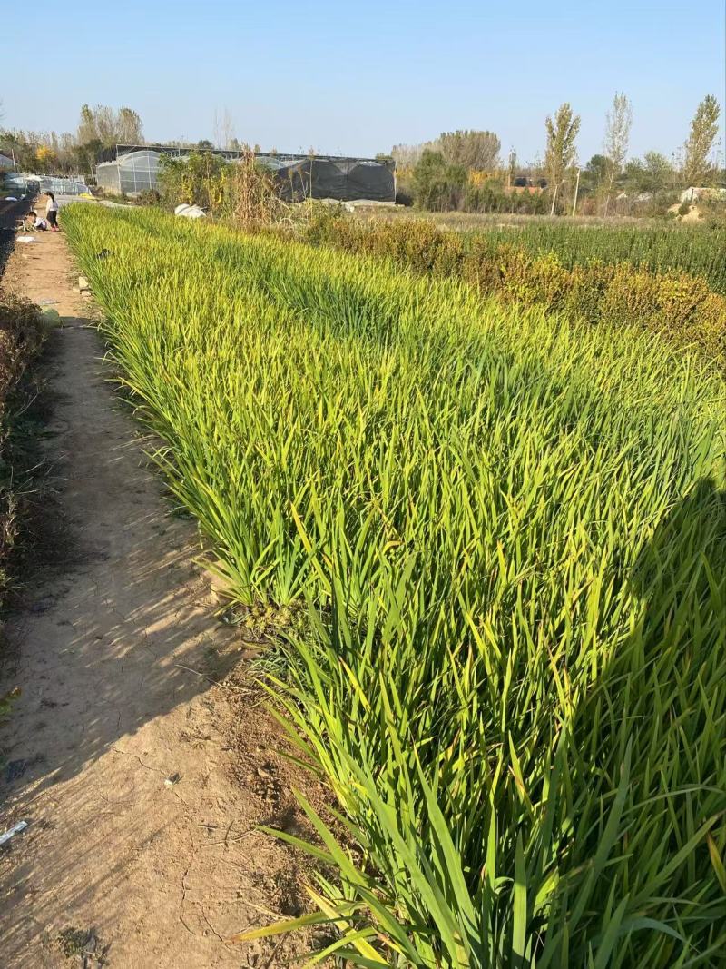 精品鸢尾优质鸢尾