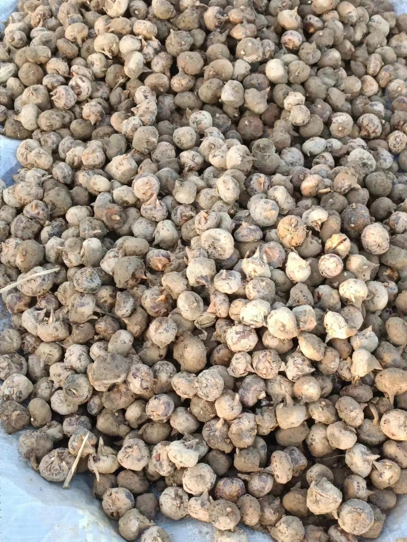 马蹄大量上市