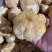 猴头菇、挑选、剪脚、各种规格齐全、新货上架！！！！！