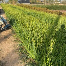 精黄菖蒲优质黄菖蒲