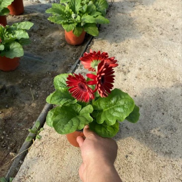 精品非洲菊优质非洲菊非洲菊自产自销