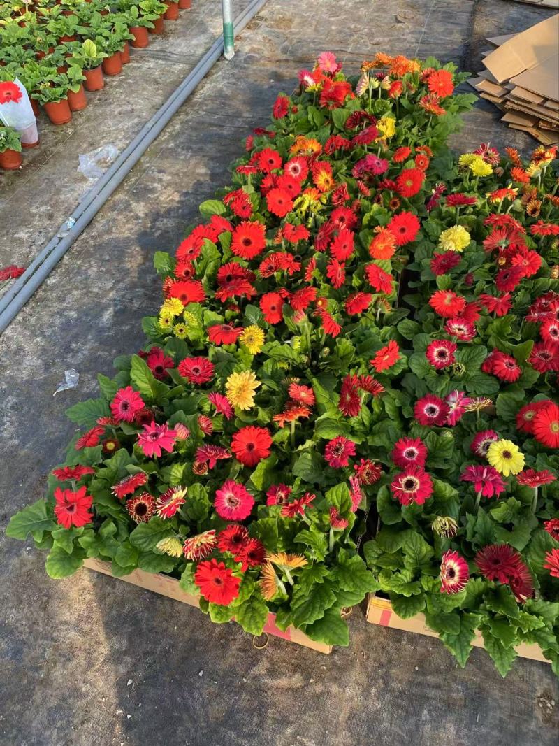 精品非洲菊优质非洲菊非洲菊自产自销