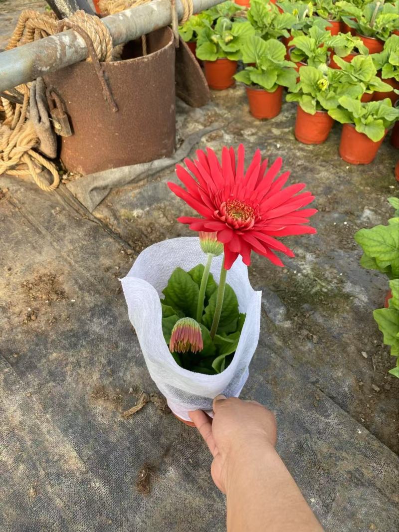 精品非洲菊优质非洲菊非洲菊自产自销